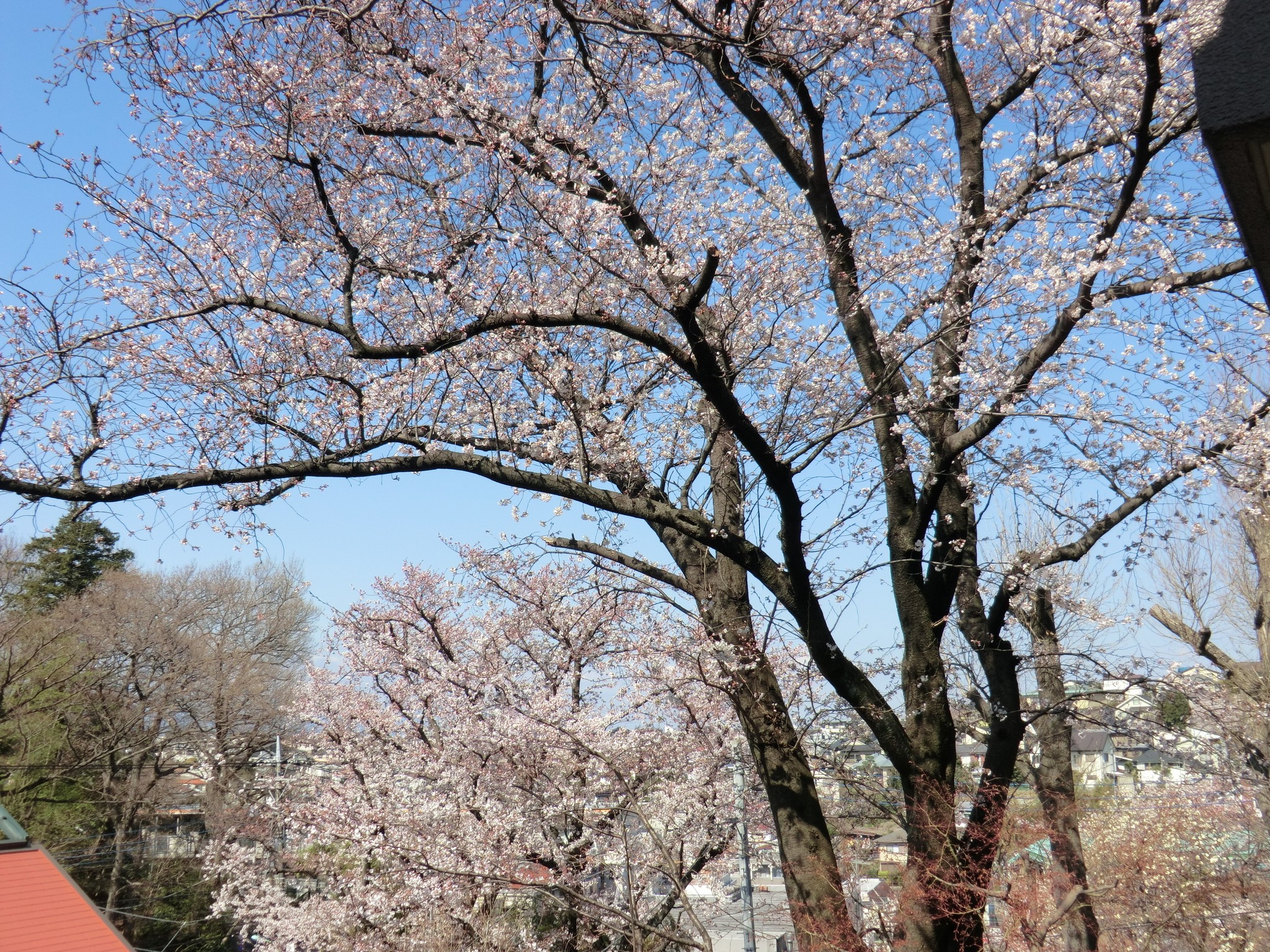 令和8年（2026）3月19日（木）「ミドリバ」開催